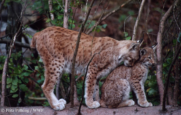Une course pour protéger le lynx boréal Une course pour protéger le lynx boréal