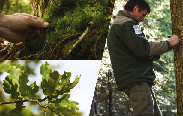 Inventaire forestier 2019 : nos ressources augmentent Inventaire forestier 2019 : nos ressources augmentent