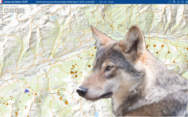 Loup, y-es-tu ? Des troupeaux en sécurité grâce aux SIG