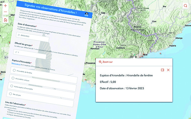 Suivi en ligne de la migration des hirondelles