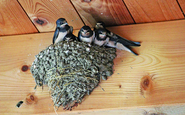 Alerte hirondelles à Auch ! Alerte hirondelles à Auch !