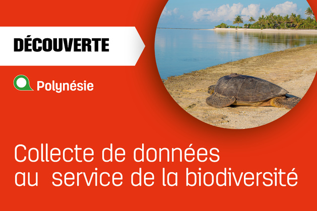 Les tortues de Polynésie ont leur ange gardien