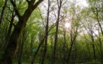 Naissance du 11e parc national français, en Champagne Bourgogne