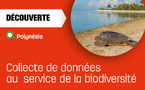 Les tortues de Polynésie ont leur ange gardien